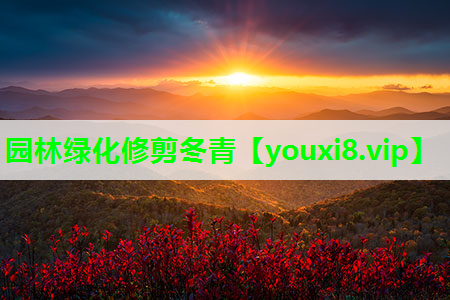 园林绿化修剪冬青